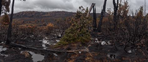 tasmania bushfires leave world heritage area devastated