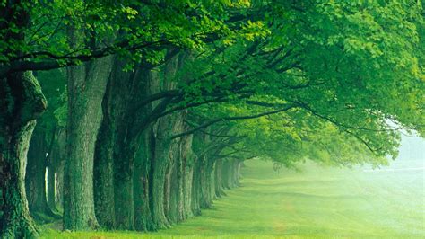 green trees     living   direction  favorable natural scene great