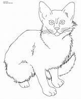 Calico Cat Coloring Getcolorings sketch template