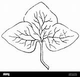 Liverwort Hepatica Triloba Anemone Botany Syn Nobilis sketch template