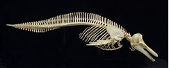 Afbeeldingsresultaten voor Dolfijn Skelet. Grootte: 243 x 98. Bron: www.pinterest.co.uk