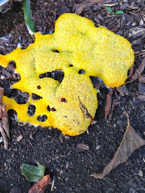 slap  gully yellow blob   yard