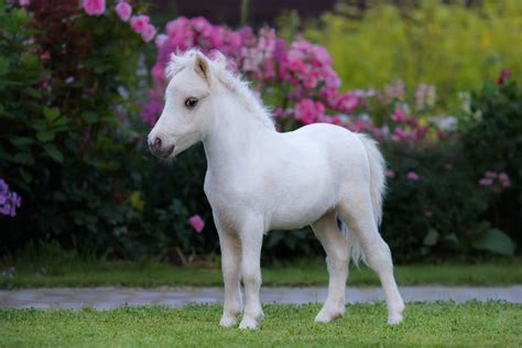 baby pony reyebleach