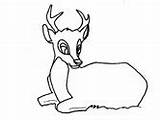 Coloring Deer Pages Animals Deer1 Buck Male sketch template
