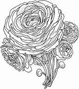 Flower Coloring Pages Peony Flowers Printable Realistic Color Para Advanced Colorir Beautiful Colouring Peonies Supercoloring Pintar Adultos Print Páginas Drawing sketch template