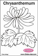 Coloring Chrysanthemum Plant P06 44kb sketch template