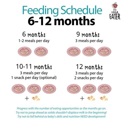 feeding schedules   months   eater feel confident