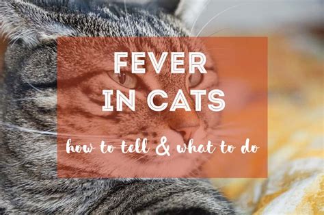 How To Tell If A Cat Has A Fever Fluffy Kitty