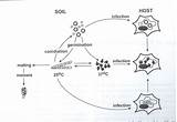 Histoplasma Capsulatum Cycle Life Diagram Magnaporthe Blast Rice Fungus Microbewiki Ecology Source Kenyon Edu sketch template