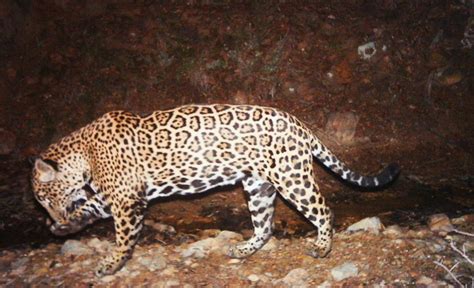 El Jefe Jaguar Wikipedia