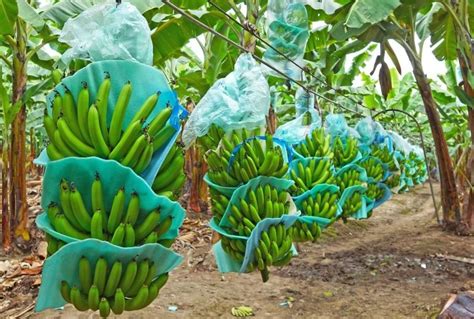 banano conoce sus beneficios propiedades  su cultivo