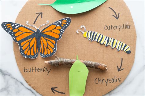 butterfly life cycle craft   template   ideas  kids