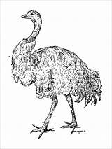 Ostrich Coloring Emu Pages Realistic Zoo Clipartpanda Coloringbay Printable Getcolorings Color Getdrawings sketch template
