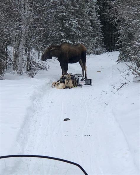 giant moose  road