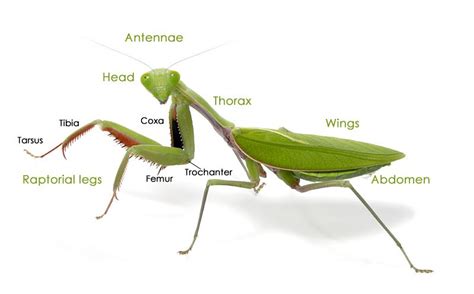 mantis anatomy praying mantis pinterest