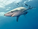 Image result for blauwe haai. Size: 135 x 101. Source: www.dierenfun.com