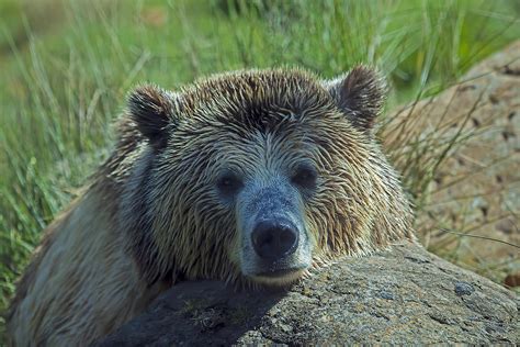 Grizzly Bear Resting Photograph By Garry Gay Fine Art America