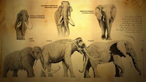 Woolly Mammoth With A Columbian Mammoth And An African Elephant From