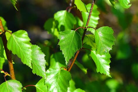 die haenge birke naturschutz ruhr