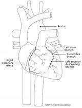 Heart Blood Works Supply Arteries sketch template