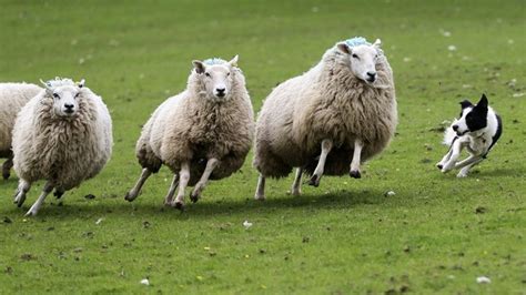 national sheep dog trials itv news