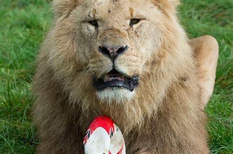 british lions rugby world cup fever hits safari park as big cats perfect set piece plays