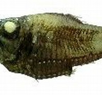 Afbeeldingsresultaten voor "Argyropelecus affinis". Grootte: 197 x 105. Bron: www.fishbase.se