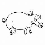 Lado Mirando Cerdo Cerdos Estudiando sketch template