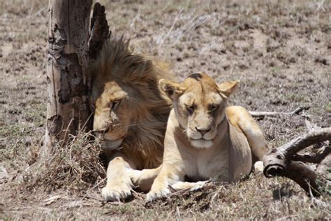Wildlife Photos African Lion How Do Lions Have Sex Wildlife Photos