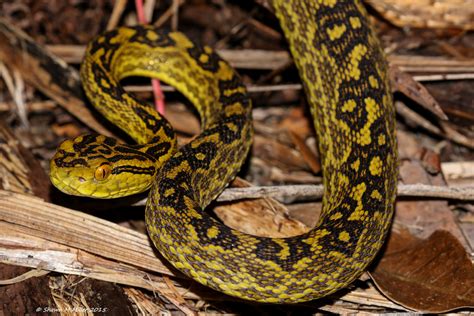 venomous snakes  okinawa japan okinawa nature photography