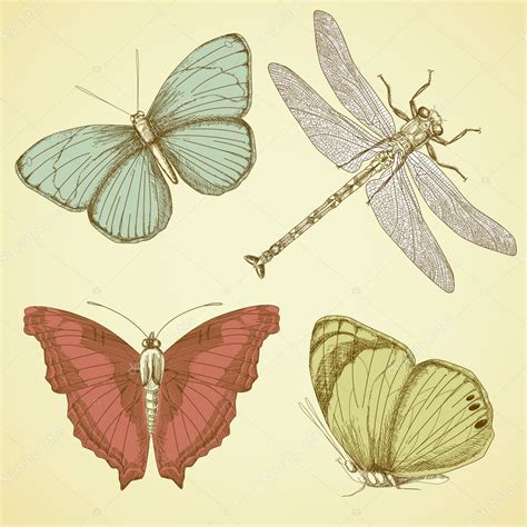 vintage butterfly collection stock vector  alisafoytik