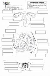 Reproductores Aparatos Fichas Nombre Completar Reproductive Rotular Biología Estructuras sketch template