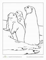 Prairie Dog Coloring Dogs Drawing Grassland Animals Pages Worksheets Grasslands Prarie Grade Color Visit Great Getdrawings sketch template
