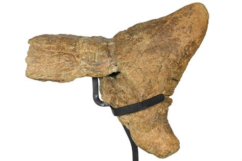 triceratops nose horn bowman north dakota  sale  fossileracom