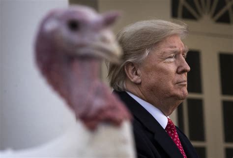 opinion why trump should hate thanksgiving the new york times