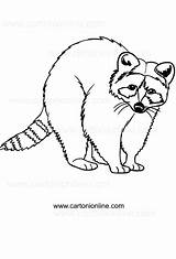 Coloring Raccoons Drawing sketch template