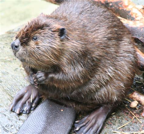 Out Of The Wild The American Beaver News