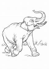 Elefanti Elefante Pianetabambini Versione Singolarmente sketch template