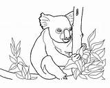 Koala Coloring Pages Printable Kids Cute Getdrawings Drawing sketch template