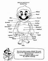 Coloring Anatomy Pages Kids Human Popular School sketch template