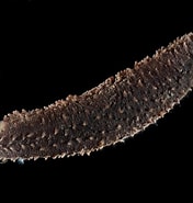 Afbeeldingsresultaten voor "rhynchonerella Moebii". Grootte: 176 x 185. Bron: www.echinoderms.net