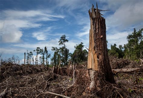pledges  world  losing    trees grist