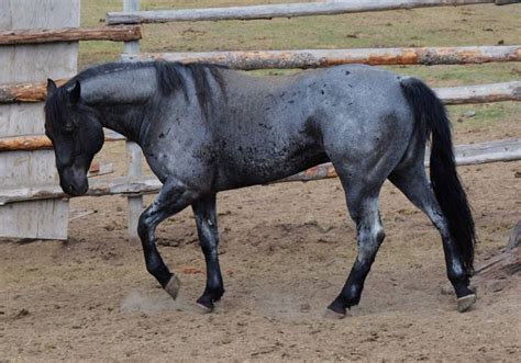 crowheart flutewood blue roan qh stallion promised land ranch quarter