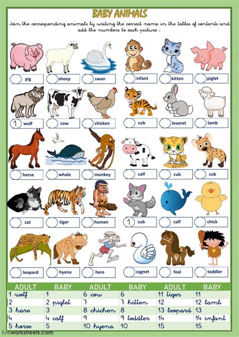 animals list  pictures