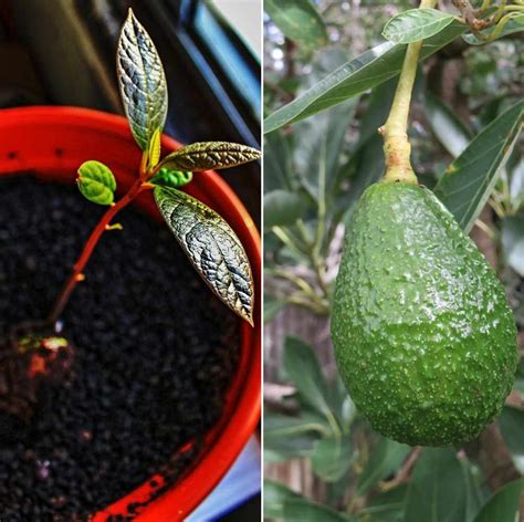 Growing Avocado In Containers Indoors A Full Guide Gardening Tips