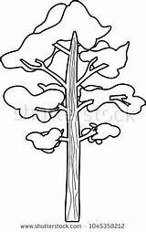 Pine Tree Longleaf Drawing Coloring Clipartmag sketch template