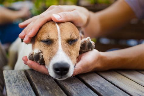 owner petting dog international association  animal massage bodywork association
