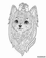 Coloring Adult Dog Yorkshire Stock Illustration Terrier Vector Zen Doodle Zendala Style Pages Fotolia Mandala Choose Board Es sketch template