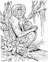 Coloring Monkey Pages Baby Mother Gibbon Adults Realistic Chimpanzee Detailed Monkeys Printable Print Color Drawing Primate Animals Public Child Daughter sketch template