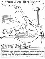 Coloring Pages Robin American Drawing Adult Bird Feeding Babies Mother Kids Coloringbay Paintingvalley sketch template